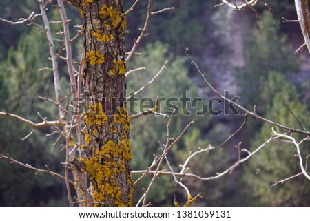 The trunk of a wild pear on the background of forest trees and rock. Moss covered tree trunk. Close-up. Selective focus.