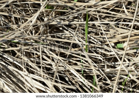 Dry grass in the spring forest close up. Natural background