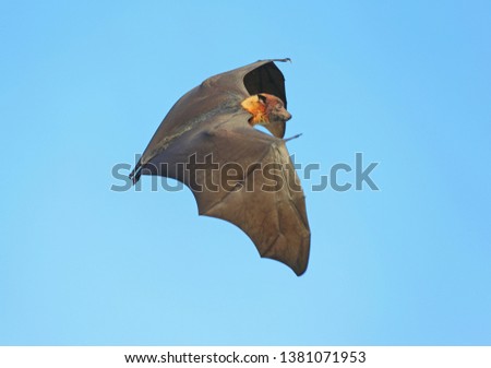  Lyle's flying fox bat pteropus