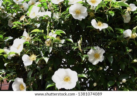 Cherokee rose (Rosa laevigata) blossoms