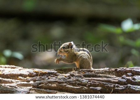 Asiatic striped squirrel in nature, Thailand