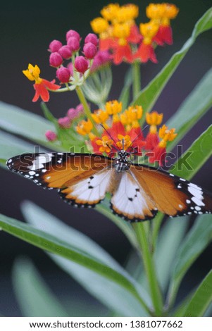 Beautiful butterfly Plain Tiger (Danaus chrysippus chrysippus) feeding amongst its favourite nectar plants.