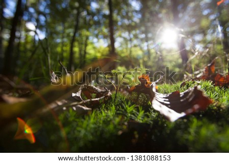 forest floor in the morning 