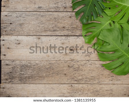 Frame of tropical leaves Monstera on old wooden  background. space for text. flat lay, top view