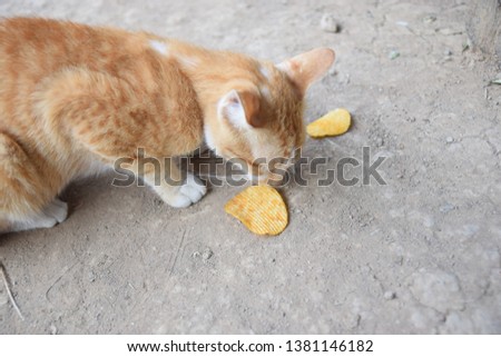 The cute brown cat is staring on potato chips on the dry ground