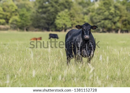 Angus brood cow fat and slick in a summer pasture in the Southern United States with two other cows in the background out of focus.