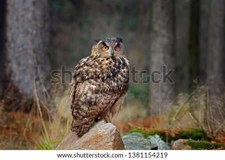 Eagle owl in the forest. Eurasian Eagle Owl sitting on the stone in habitat, photo with backlight, bird action scene in the forest, Germany, Europe