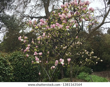 Blooming magnolia on a spring day