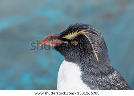 the left side of Rockhopper penguin in blue water background