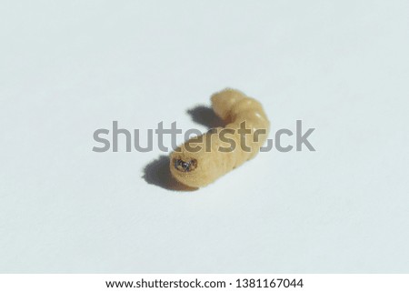 The larva of the bark beetle on a white background. Beetle is a pest of wooden furniture and home. Bark beetle closeup