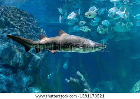 Sand tiger shark (Carcharias taurus) swimming around the aquarium Royalty-Free Stock Photo #1381173521