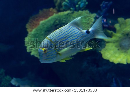 Adult of Threadfin snapper (Symphorichthys spilurus) swimming in aquarium