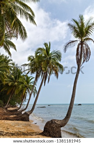 Coconut Palm tree roots on the sandy beach - Summer nature scene.