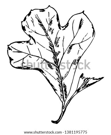 Photo of an abruptly wide leaf from top with small base, vintage line drawing or engraving illustration.
