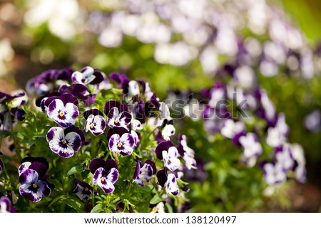 Purple white Viola or pansy variegated flowers blooming in clump in garden, Poland.