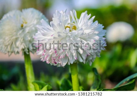 Daisy flower on green meadow selective DOF
Blooming daisies. Chamomile moon. Gardening concept.