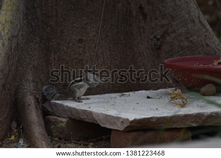 Three Stripped Palm Squirrel eating 