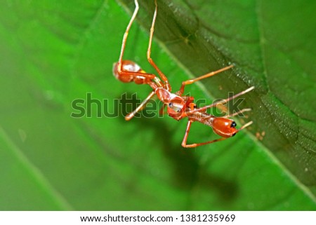 Mimic red ant spider on leaf