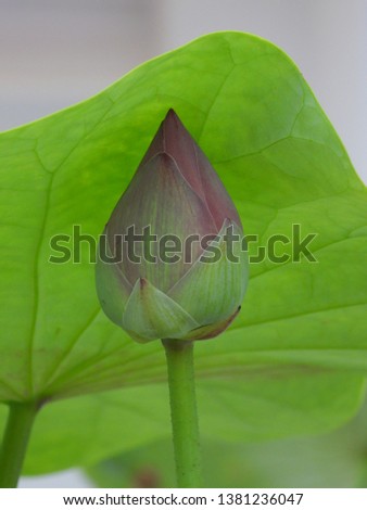 Beautiful lotus is covered by green leaf from the light.