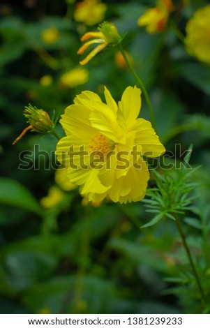 Close-up bright light yellow cosmos sulphureus flower