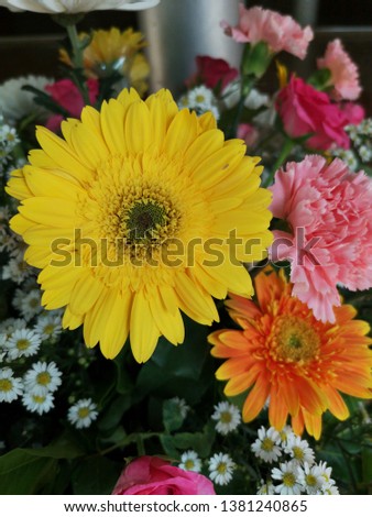 Yellow and orange gerbera.coral gerbera daisy flower and variety flowers.