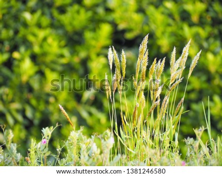 Sweet vernalgrass in the field  Harugaya