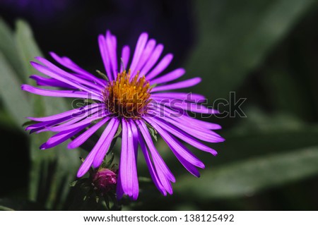 Alpine aster flower