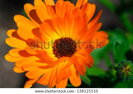 Pot marigold (Calendula officinalis) isolated on blur background