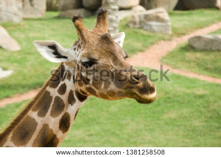 portrait of a giraffe in a zoo