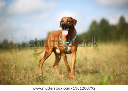Portrait of a Dog rhodesian ridgeback standing outdoors on a green field. Blue sky background with copy space