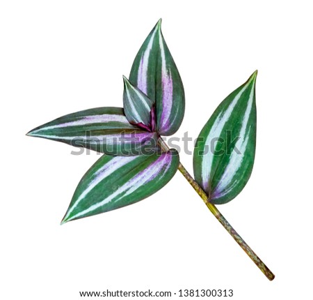 Green leaves pattern,leaf Tradescantia zebrinahort or Zebrina pendula or inch plant isolated on white background,include clipping path