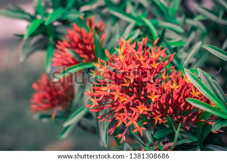 spike flower flower with green leaf blurred background For nature wallpaper image.