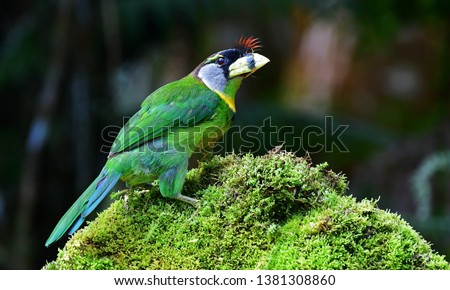 The fire-tufted barbet (Psilopogon pyrolophus)is a species of bird in the Asian barbet family Megalaimidae. All Asian barbets have sometimes been included in the same family as toucans (Ramphastidae) 
