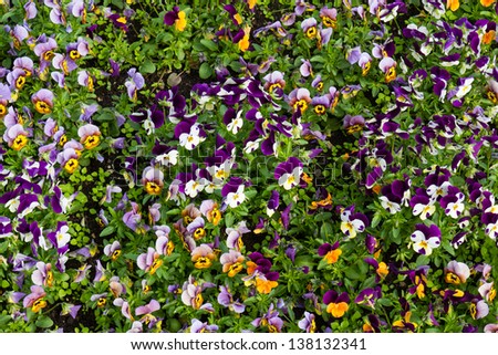 colorful flowers in the garden, a sunny day in spring