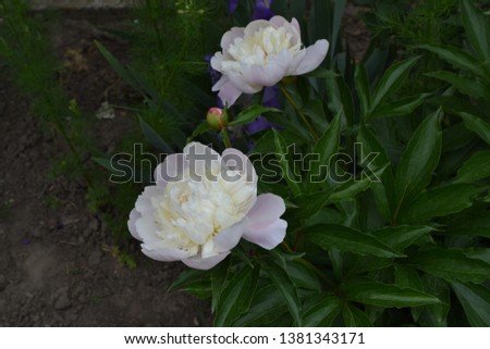 Home garden, flower bed. Gardening. House, field, farm, village. Green leaves, bushes. Flower Peony. Paeonia, herbaceous perennials and deciduous shrubs. White flowers