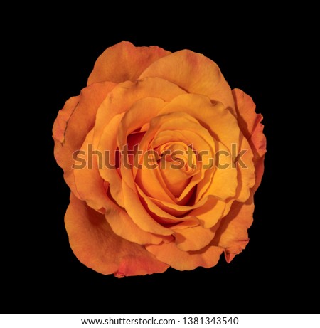 Colorfull fine art still life macro of a single isolated orange rose blossom in vintage painting style on black background