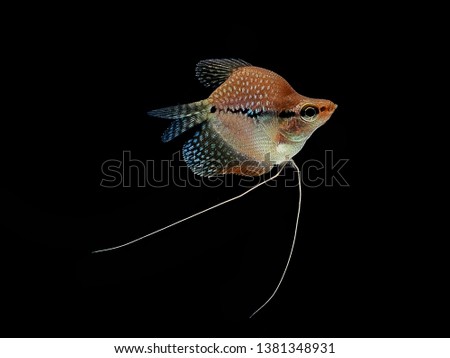 Pearl gourami fish.
short body fish.