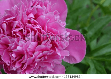 Gardening Home garden, flower bed. House. Green leaves, bushes. Flower Peony. Paeonia, herbaceous perennials and deciduous shrubs. Pink flowers