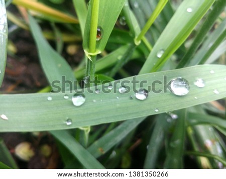 Grass with dew drops background Royalty-Free Stock Photo #1381350266