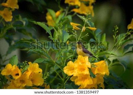 Olive backed sunbird. / Olive backed sunbird on Yellow trumpet flower with green leave background.