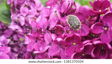 Hairy beetle on lilac flower