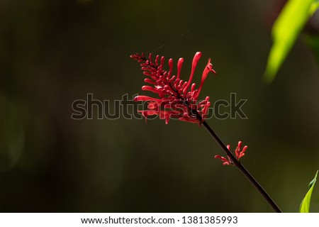 Showy Red Flowers of Firespike also known as Cardinal Guard and Scarlet Flame (Odontonema strictum) against blurred green background. Horizontal picture with Copy Space.