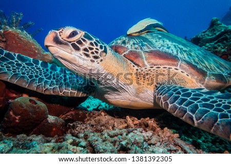 Close up underwater image of a large green sea turtle resting on the sea floor. The turtle is sitting among the coral with  sucker fish on its shell, deep blue background