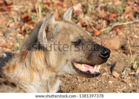 A closeup portrait of a female Spotted Hyena in Southern African savanna