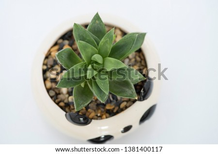 Succulent rosette of haworthia retusa. Top aerial view and isolated on white background.