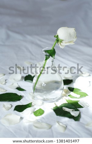 white rose in a vase, petals and leaves on a light surface