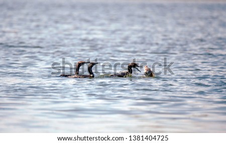2 little black cormorants looked at his friend who was eating a large fish in front of him