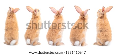Many variety action of orange-brown cute baby rabbit standing, backside isolated on white background. Lovely five action of young rabbits. Royalty-Free Stock Photo #1381410647