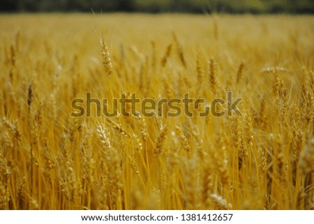 gold Wheat fields in sunset