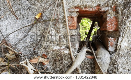 Beautiful old brick wall and root.